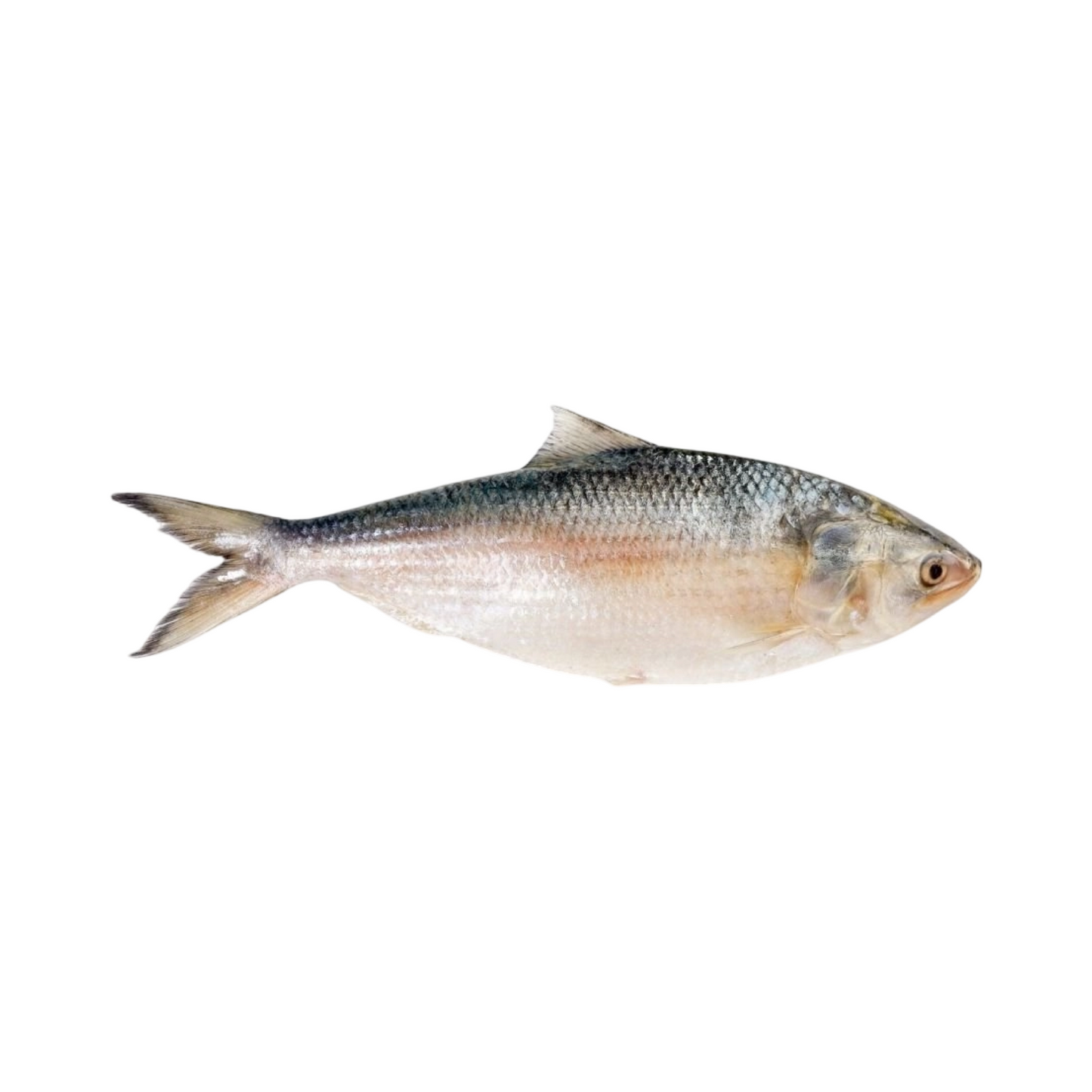 Hilsha Whole Approximate Weight 1200g