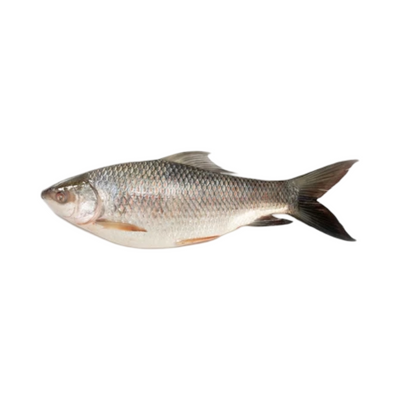 CF Rohu Burmese 4kg