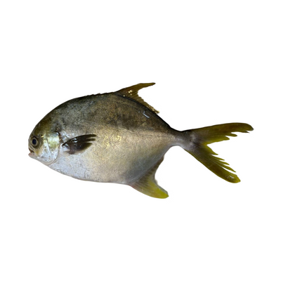 Xpress Golden Pomfret IQF 500-600g