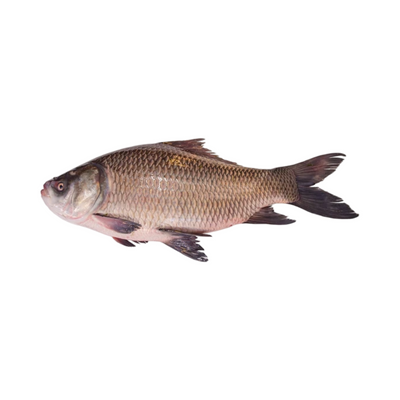 Katla Whole Approximate Weight 7Kg