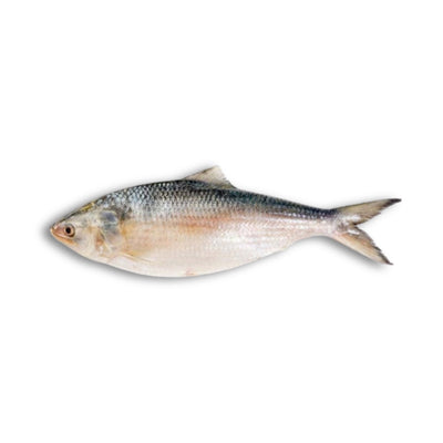 Hilsha Whole Approximate Weight 1200g