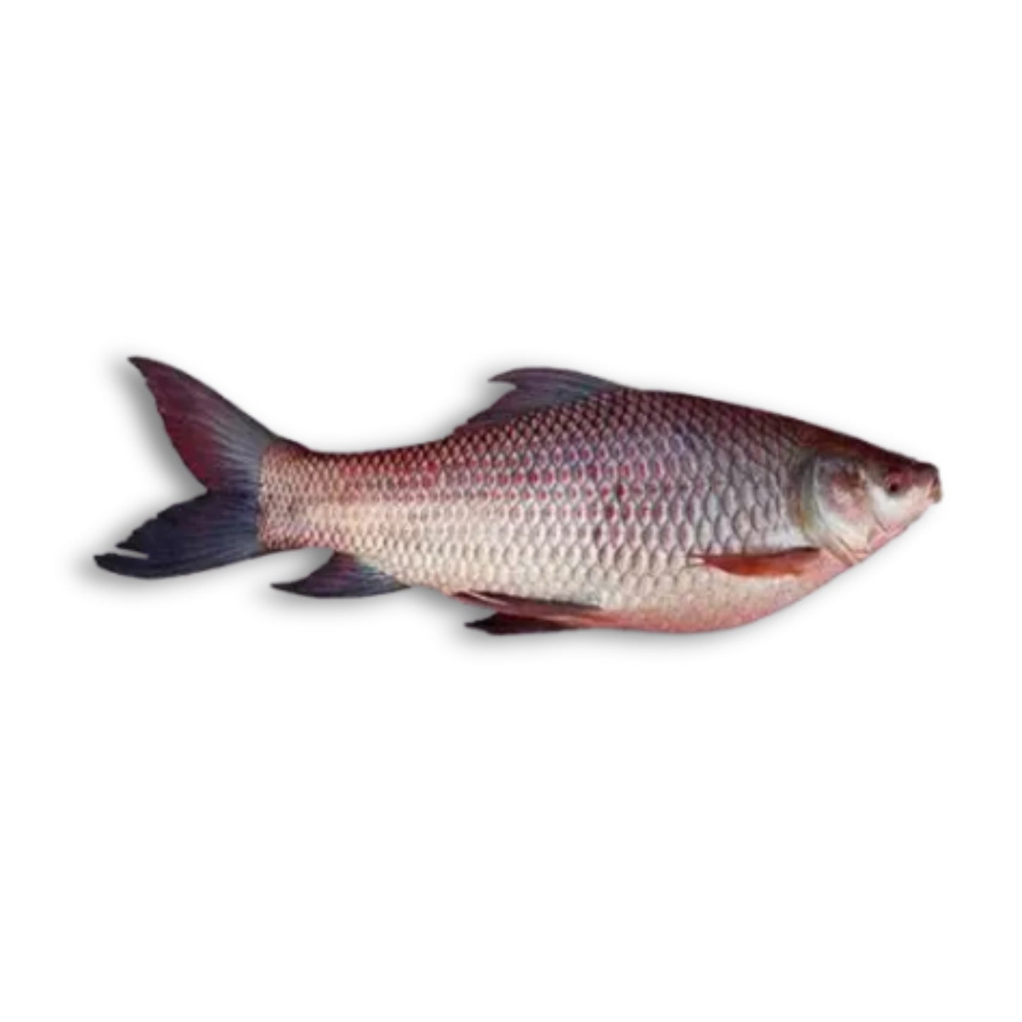 Katla Whole Approximate Weight 7Kg